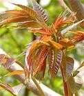 红油6号香椿种子|香椿芽菜|技术光盘